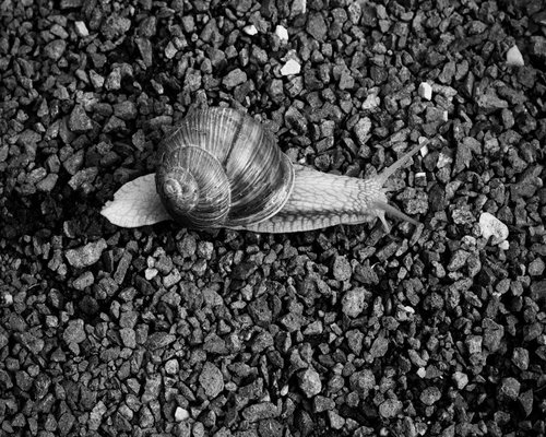close up of human hands gardening outdoors emphasizing natural movement